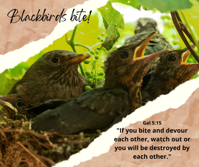 Blackbirds bite! (2)