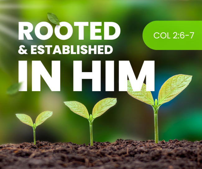 Rooted